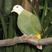 Black-naped Fruit-Dove